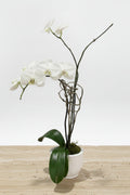 Orchid
