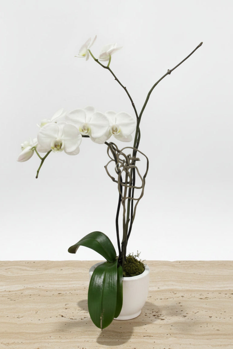 Orchid